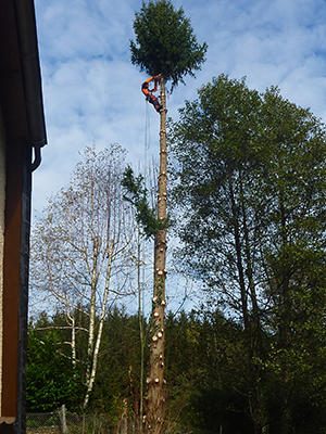 Arbre & Nature : abattage par démontage avec rétention à Magland, Chamonix-Mont-Blanc, Megève et Sallanches (74)