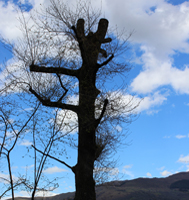 Arbre & Nature : abattage d'arbre à Chamonix-Mont-Blanc, Megève et Sallanches (74)