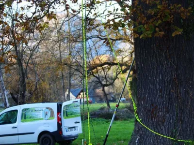 Taille sanitaire d’un chêne (taille du bois mort)