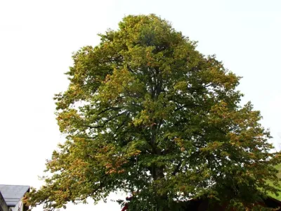 Taille sanitaire d’un Tilleul - Megève (74)