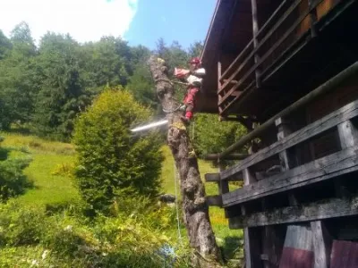 Abattage par tyrolienne d’un Meurisier - Sallanches (74)