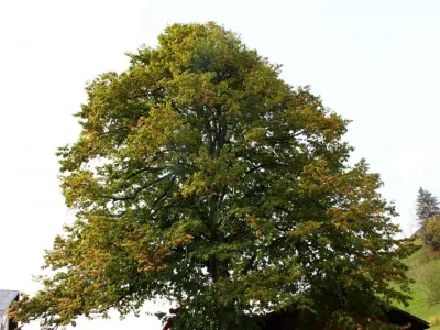 Après taille sanitaire