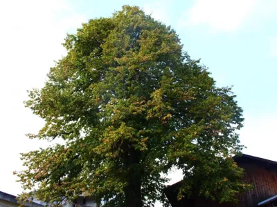 Avant taille sanitaire