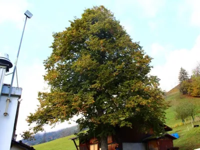 Taille sanitaire d’un Tilleul - Megève (74)