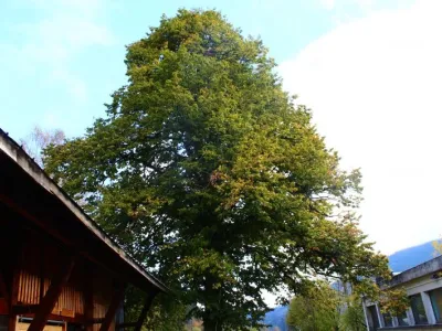Taille sanitaire d’un Tilleul - Megève (74)