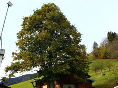 Taille sanitaire d’un Tilleul - Megève (74)