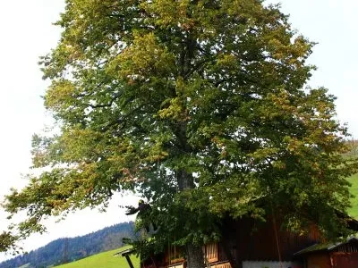 Taille sanitaire d’un Tilleul - Megève (74)