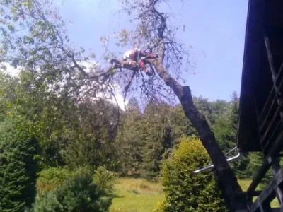 Abattage par tyrolienne d’un Meurisier - Sallanches (74)