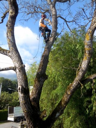abattage d'arbre à Magland, Chamonix-Mont-Blanc, Megève et Sallanches (74)