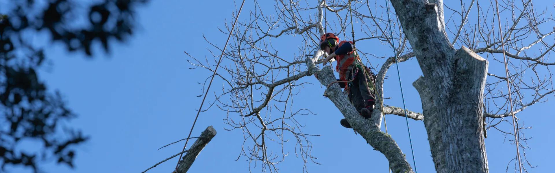 &Eacute;lagage toute hauteur &agrave; Magland - Arbre et Nature
